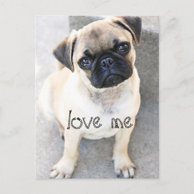 love me - cute mops postcard (Front)