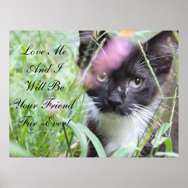 Love Me Kitten Poster (Front)