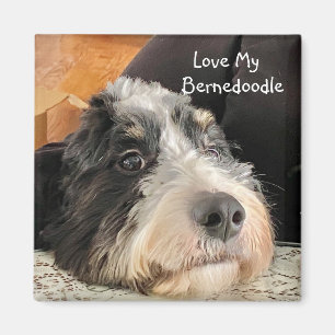 Love My Bernedoodle Magnet