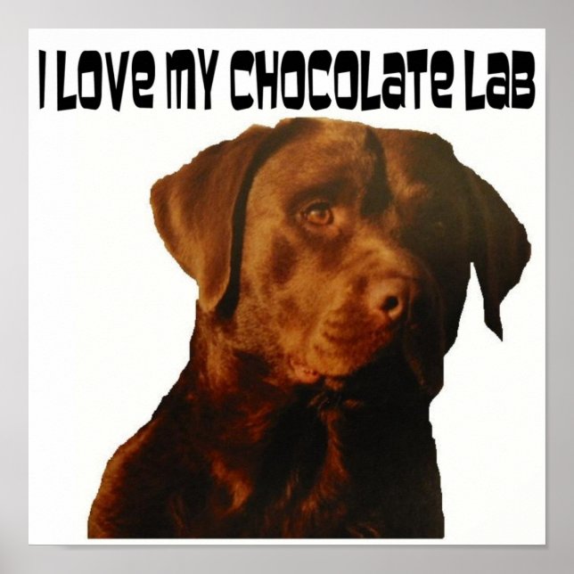 love my chocolate lab poster (Front)