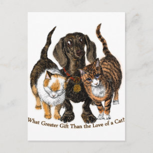 love of a cat postcard