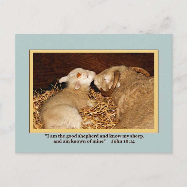 LOVE & PEACE   Postcard (Front)