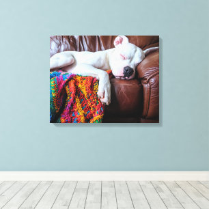 Love Pitbull Dog Sleeping on the Couch Canvas Print