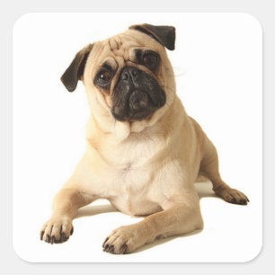 Love Pug Puppy Dog Sticker / Seal