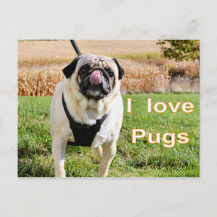 Love pugs postcard