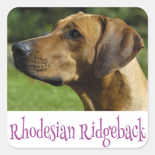 Love Rhodesian Ridgeback Chien Chien Stickers (Devant)