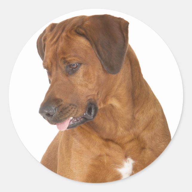 Love Rhodesian Ridgeback Puppy Dog Stickers (Front)