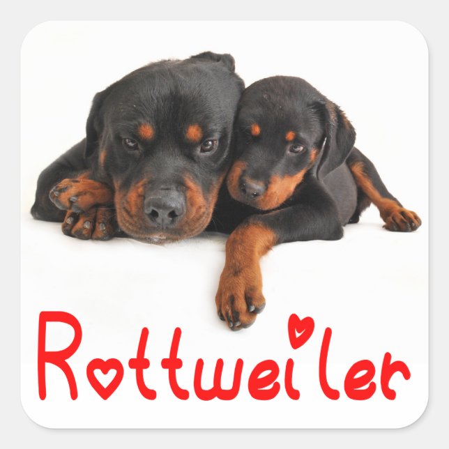 Love Rottweiler Sticker Chien Chien Chien Chien /  (Devant)