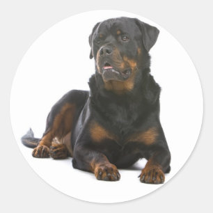 Love Rottweiler Sticker Chien Chien Chien Chien / 