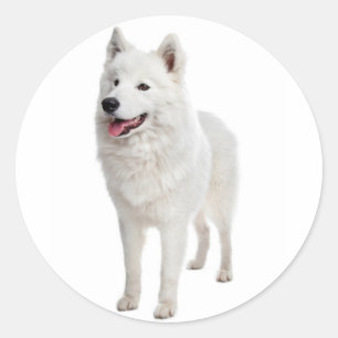Love Samoyed Puppy Dog Sticker / Seal