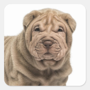 Love Shar Pei Puppy Dog Sticker / Seals