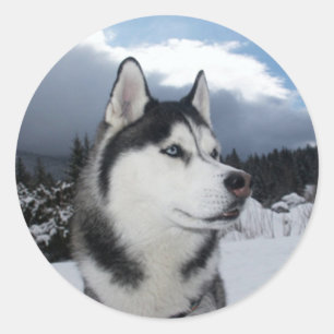 Love Siberian Husky Puppy Dog Greeting Stickers