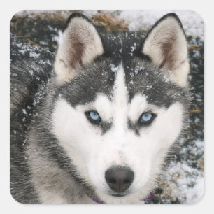 Love Siberian Husky Puppy Dog Greeting Stickers
