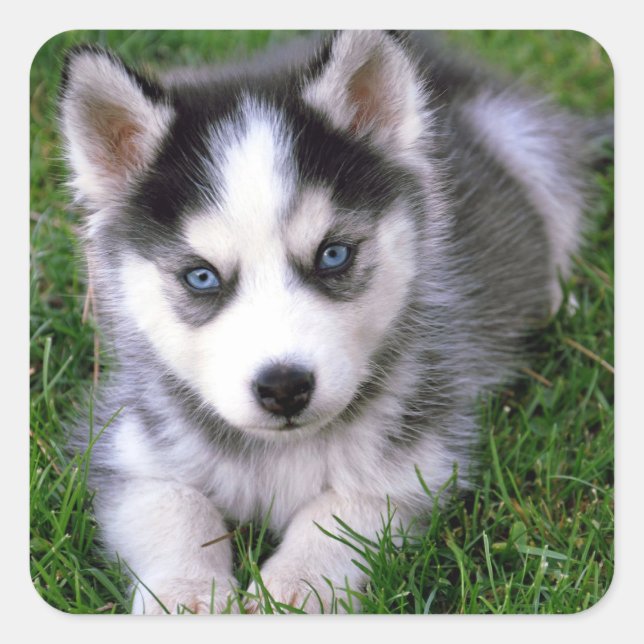 Love Siberian Husky Puppy Dog Greeting Stickers (Front)