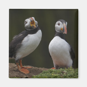 Love Song Puffins Magnet
