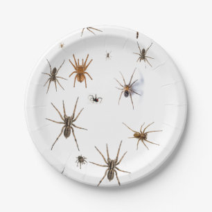 Love Spiders! Paper Plate