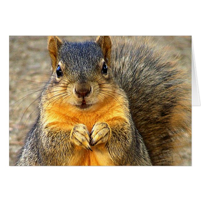 Love Squirrel_ (Front Horizontal)