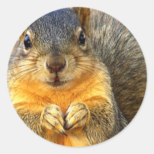 Love Squirrel_ Classic Round Sticker