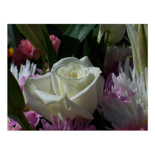 Love Starts As A White Rose Postcard