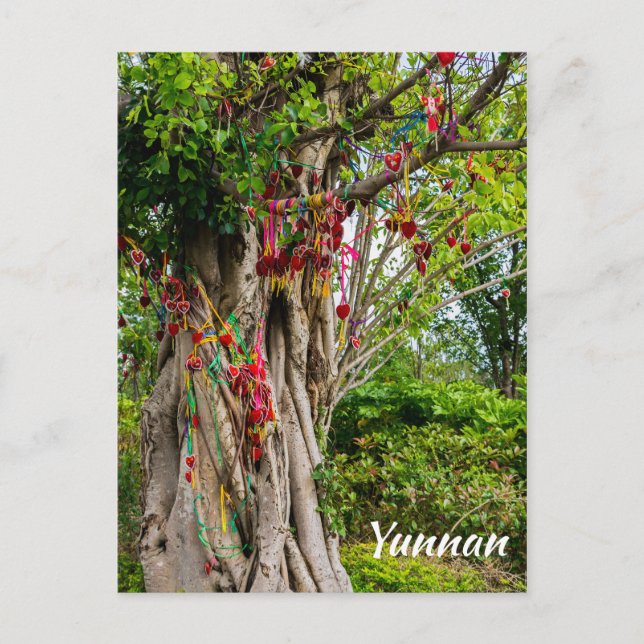 Love tree, Zhonghe - Yunnan, China Postcard (Front)