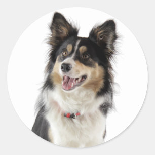 Love Tri-Colour Border Collie Puppy Dog Classic Round Sticker