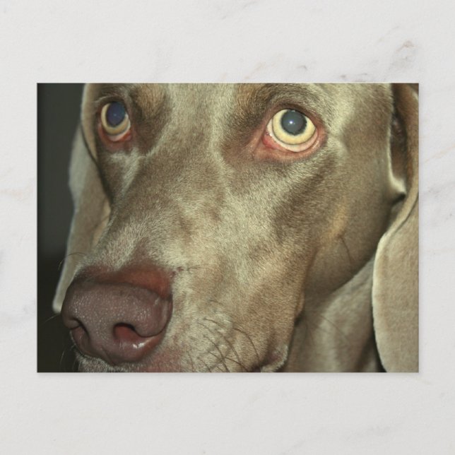 Love Weimeraner  Postcard (Front)