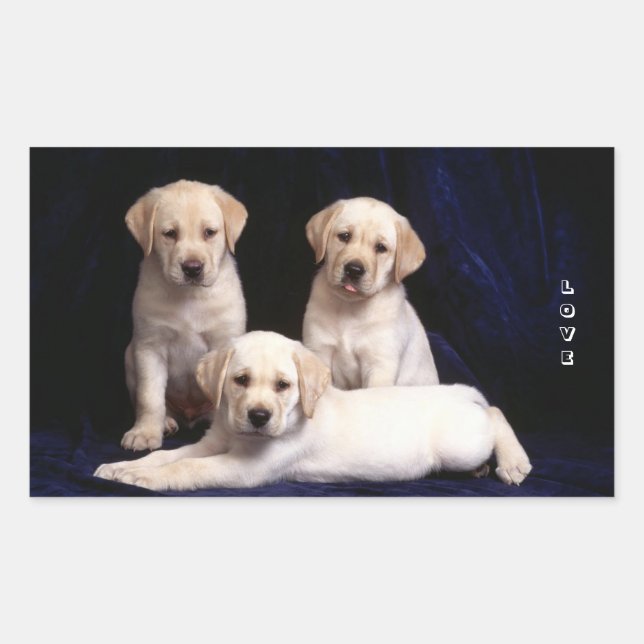 Love White Labrador Retriever Stickers Chien Chien (Devant)