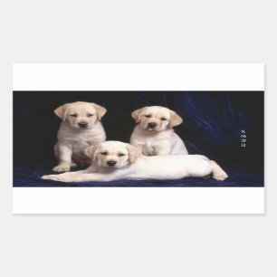 Love White Labrador Retriever Stickers Chien Chien
