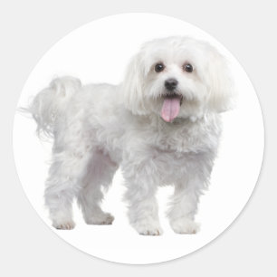 Love White Maltese Puppy Dog Stickers Seal