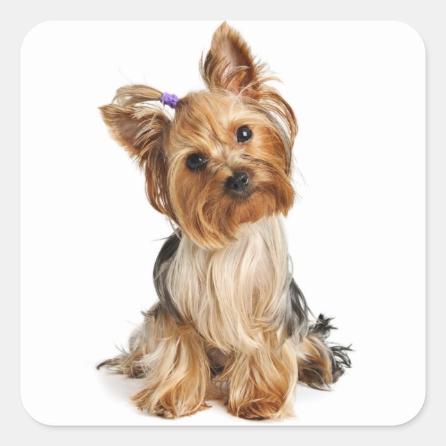 Love Yorkshire Terrier Chien Chien Chien Sticker / (Devant)