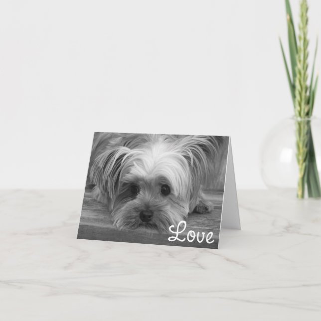 Love Yorkshire Terrier Puppy Dog Blank Card (Front)