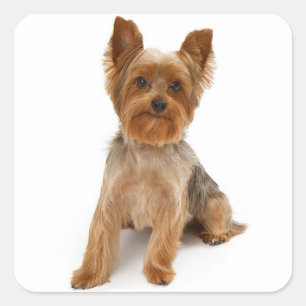 Love Yorkshire Terrier Puppy Dog Sticker / Seals