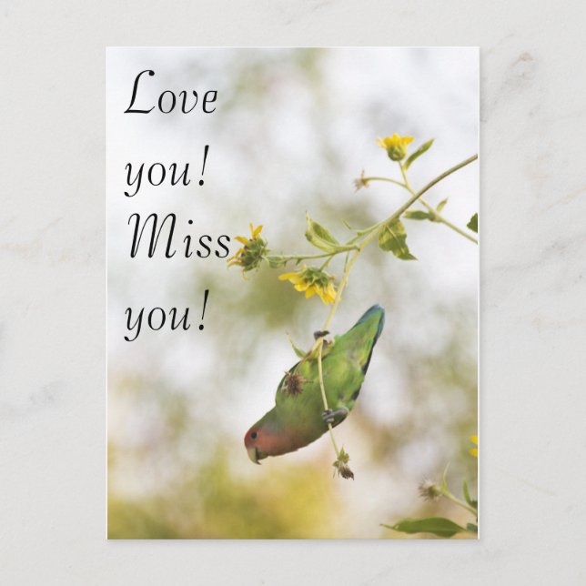 Love you, miss you lovebird postcard (Front)