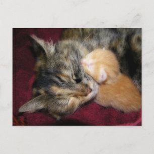 Love You Mom Postcard