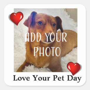 Love Your Pet Day Square Sticker