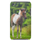 Loveable Standing Dartmoor Pony Foal