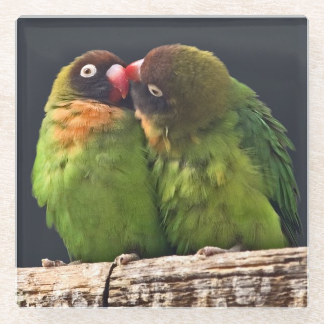Lovebird Kiss Glass Coaster (Front)