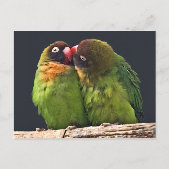 Lovebird Kiss Postcard (Front)