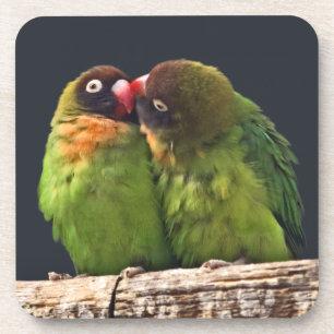 Lovebird Kiss Set of 6 Coasters