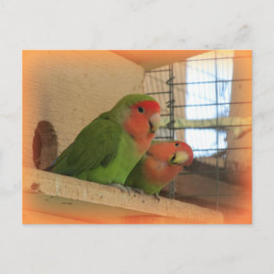 Lovebirds Postcard