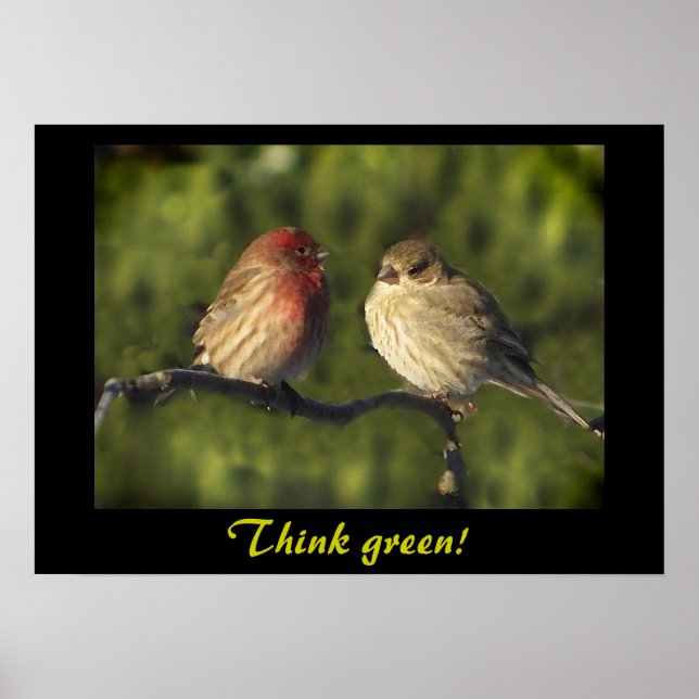 Lovebirds Think Green Poster (Front)