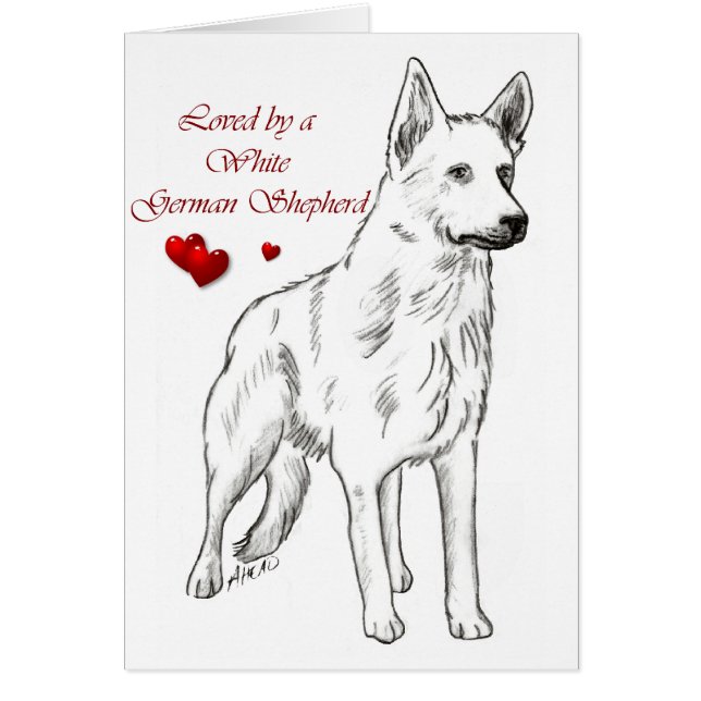 Loved By A White German Shepherd (Front)