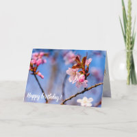 Loveliness Of Fresh Sakura Flowers In Springtime