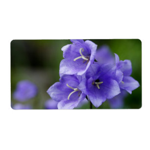 Lovely Bellflower Campanula