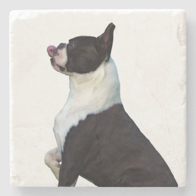 Lovely Black and White Boston Terrier Coaster (Front)