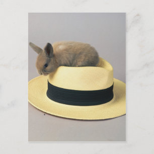 Lovely Bunny in a Hat 71 Postcard