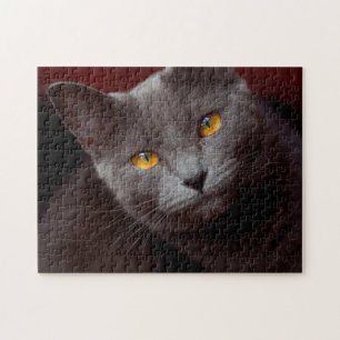 Lovely Chartreux jigsaw puzzle