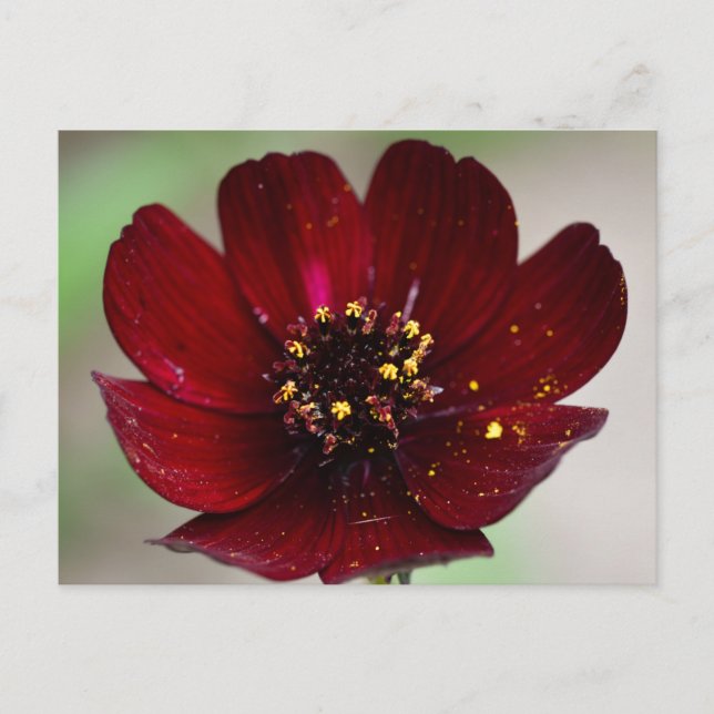 Lovely Coloured Chocolate Cosmos Flower  Postcard (Front)