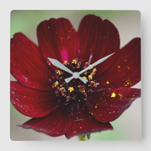 Lovely Coloured Chocolate Cosmos Flower  Square Wall Clock