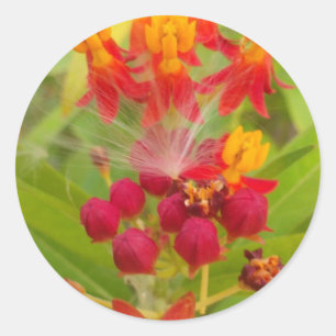 Lovely Colourful Floral with Milkweed Art Print Classic Round Sticker